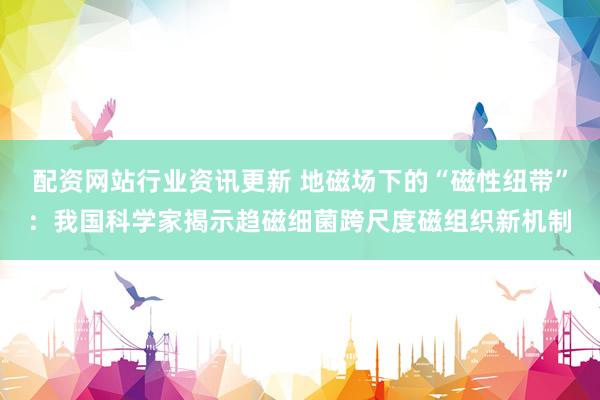 配资网站行业资讯更新 地磁场下的“磁性纽带”：我国科学家揭示趋磁细菌跨尺度磁组织新机制