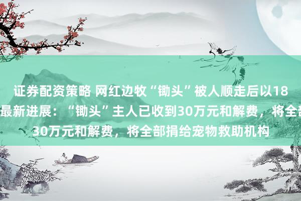 证券配资策略 网红边牧“锄头”被人顺走后以180元转卖并遭宰杀,最新进展:“锄头”主人已收到30万元和解费,将全部捐给宠物救助机构